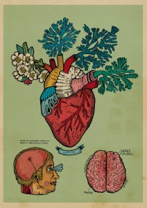 Anatomía Corazón Florio