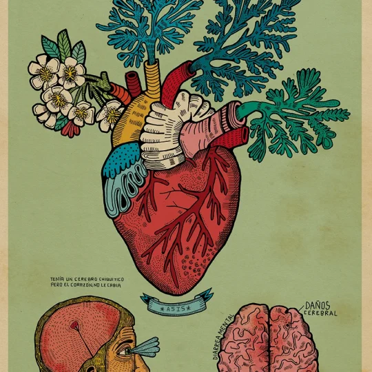 Anatomía Corazón Florio