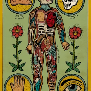 Anatomia de un cuerpo sesi