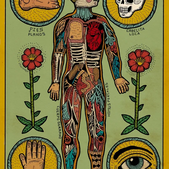 Anatomia de un cuerpo sesi